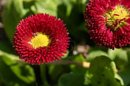 Téléchargez les photos : Belles fleurs rouges poussant dans le jardin d'été - en image libre de droit
