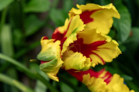 Photo for Yellow and red tulips in the garden, close up. - Royalty Free Image