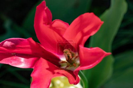 Foto de Hermosas flores rojas creciendo en el jardín de verano - Imagen libre de derechos