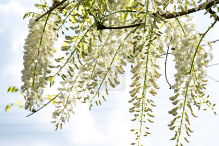 Téléchargez les photos : Fleurs blanches de l'arbre dans le jardin, printemps. - en image libre de droit