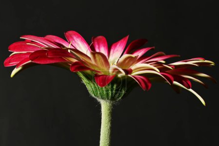 Foto de Hermosa flor brillante, primer plano - Imagen libre de derechos