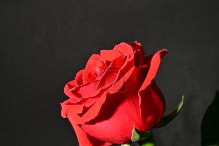 Photo for Beautiful bright rose flower, close up - Royalty Free Image