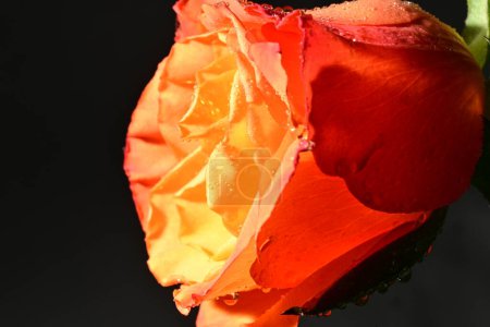 Téléchargez les photos : Rose rouge sur fond noir - en image libre de droit