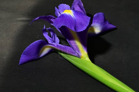 Foto de Flor de iris púrpura sobre fondo negro - Imagen libre de derechos