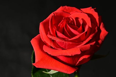 Photo for Red rose on a black background - Royalty Free Image