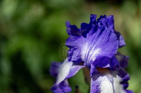 Photo for Blue iris flowers growing in the garden - Royalty Free Image