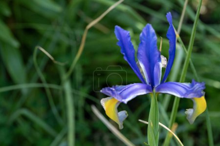Téléchargez les photos : Iris bleu fleurs poussant dans le jardin - en image libre de droit