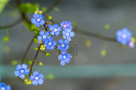 Foto de Hermosas flores brillantes, primer plano - Imagen libre de derechos