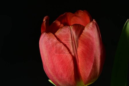 Photo for Beautiful bright tulip flower, close up - Royalty Free Image