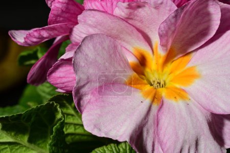 Téléchargez les photos : Belles fleurs rose vif, gros plan - en image libre de droit