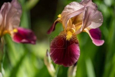 Foto de Flores de iris azul que crecen en el jardín - Imagen libre de derechos