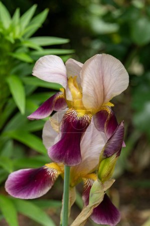 Foto de Flores de iris azul que crecen en el jardín - Imagen libre de derechos