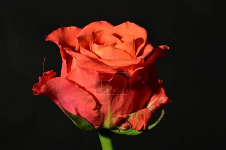 Photo for Red rose on black background - Royalty Free Image