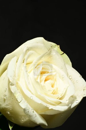 Téléchargez les photos : Rose blanche sur fond noir - en image libre de droit