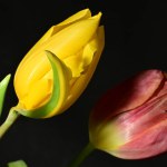 red and yellow tulip flowers with a black background
