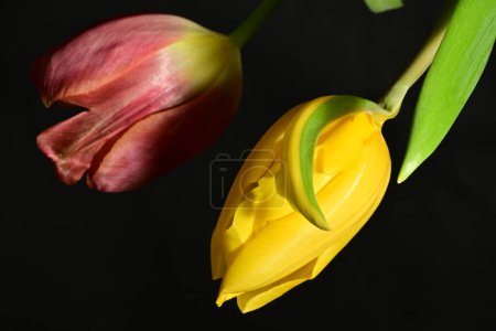 Foto de Flores de tulipán rojas y amarillas con un fondo negro - Imagen libre de derechos
