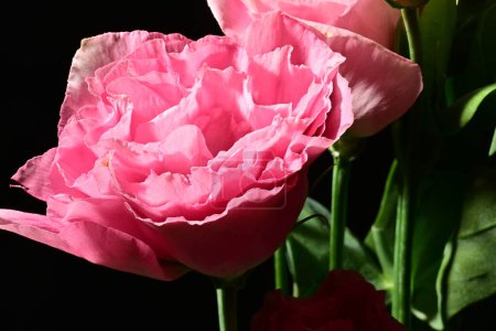 Téléchargez les photos : Belles fleurs éclatantes en fleurs, gros plan - en image libre de droit