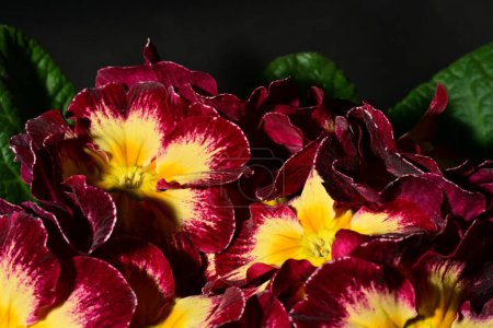Foto de Hermosas flores brillantes que florecen, de cerca - Imagen libre de derechos
