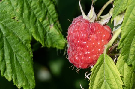 Photo for Delicious raspberries growing in the garden - Royalty Free Image