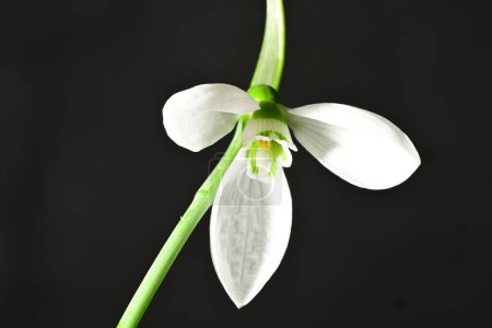 Photo for Beautiful bright snowdrop flower, close up - Royalty Free Image