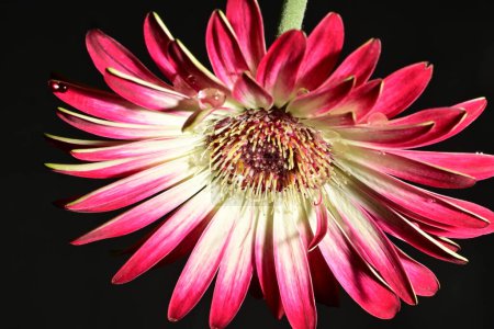 Téléchargez les photos : Belle fleur lumineuse sur fond sombre - en image libre de droit