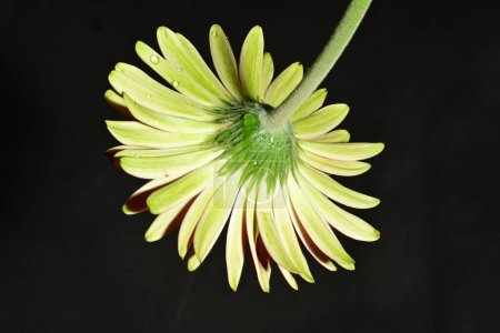 Photo for Beautiful bright flower on dark background - Royalty Free Image