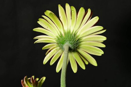 Foto de Hermosa flor brillante sobre fondo oscuro - Imagen libre de derechos