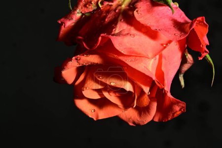 Foto de Hermosa flor de rosa brillante, de cerca - Imagen libre de derechos
