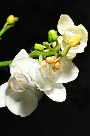 Foto de Hermosas flores brillantes de las orquídeas, primer plano - Imagen libre de derechos