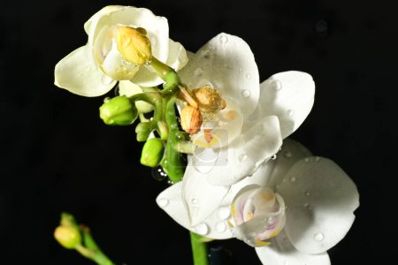 Foto de Hermosas flores brillantes de las orquídeas, primer plano - Imagen libre de derechos