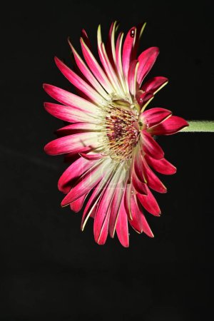 Téléchargez les photos : Belle fleur lumineuse sur fond sombre - en image libre de droit