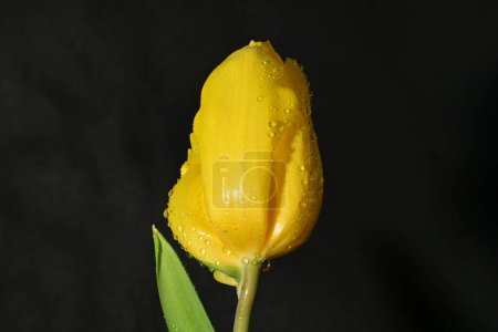 Foto de Hermosa flor de tulipán brillante sobre fondo oscuro - Imagen libre de derechos