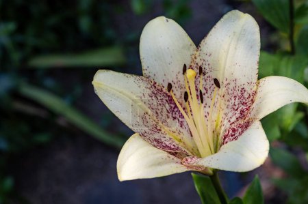 Téléchargez les photos : Belle fleur lumineuse, gros plan - en image libre de droit