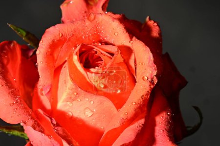 Foto de Hermosa flor de rosa brillante, de cerca - Imagen libre de derechos