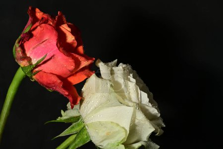 Téléchargez les photos : Belles roses lumineuses fleurs sur fond sombre - en image libre de droit