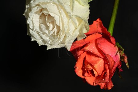 Téléchargez les photos : Belles roses lumineuses fleurs sur fond sombre - en image libre de droit
