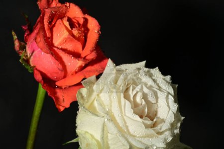 Foto de Hermosas rosas brillantes flores sobre fondo oscuro - Imagen libre de derechos