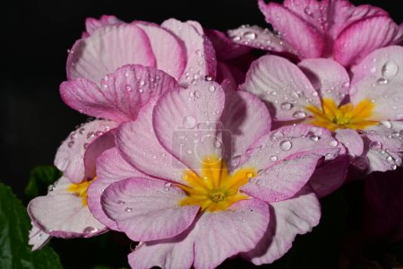 Foto de Hermosas flores brillantes que florecen, de cerca - Imagen libre de derechos