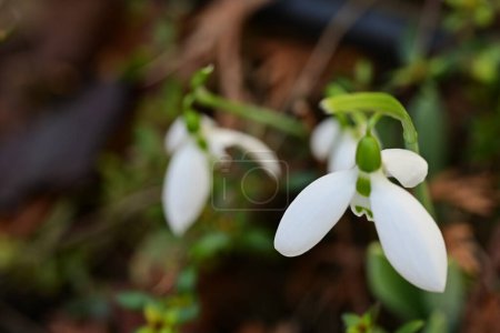 Foto de Hermosas gotas de nieve flores que florecen, de cerca - Imagen libre de derechos
