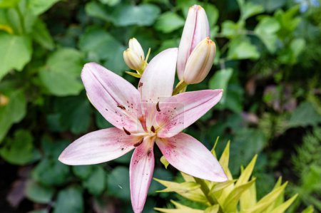 Téléchargez les photos : Belle fleur éclatante en fleurs, gros plan - en image libre de droit