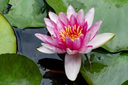Téléchargez les photos : Une fleur de lotus rose dans un étang aux feuilles vertes - en image libre de droit