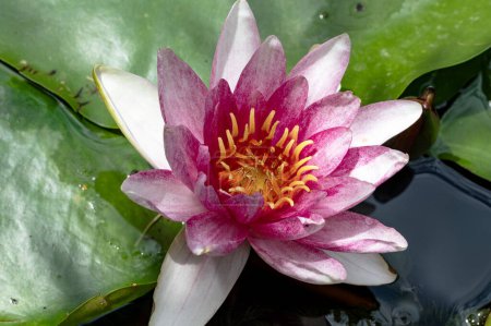 Photo for A pink lotus flower in a pond with green leaves - Royalty Free Image
