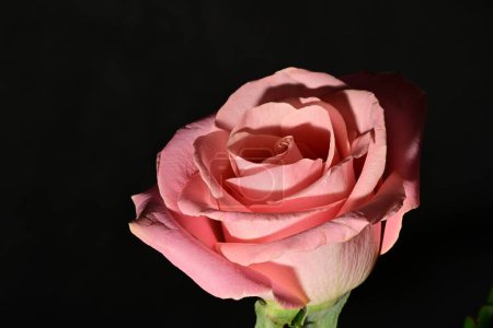Photo for Beautiful  bright rose  flower, close up - Royalty Free Image