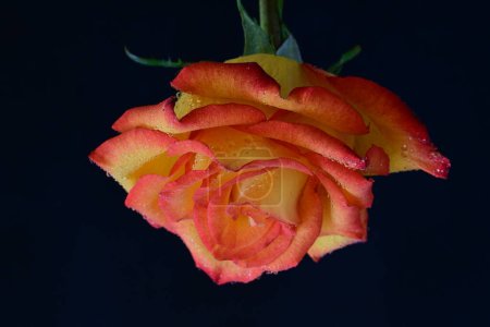 Foto de Beautiful  bright rose flower on dark background - Imagen libre de derechos