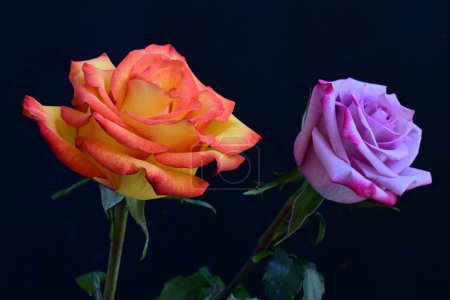 Téléchargez les photos : Belles fleurs rose vif sur fond sombre - en image libre de droit
