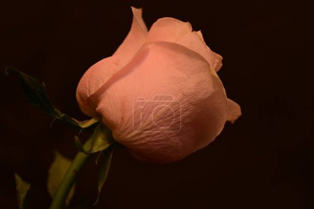 Téléchargez les photos : Beautiful  bright rose flower on dark background - en image libre de droit