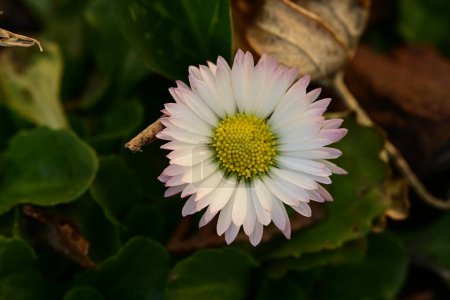 Téléchargez les photos : Belle fleur de marguerite poussant dans le jardin - en image libre de droit