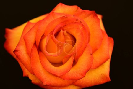 Photo for Beautiful  bright rose flower on dark background - Royalty Free Image