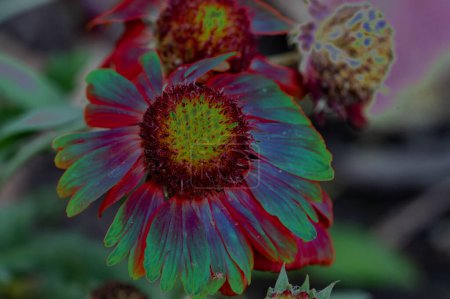 Téléchargez les photos : Belles fleurs lumineuses dans le jardin, gros plan - en image libre de droit