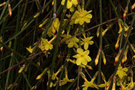 Téléchargez les photos : Fleurs jaunes poussant dans le jardin - en image libre de droit